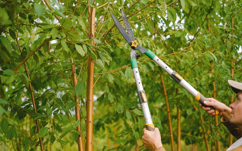 Tree trimming in Goldendale, WA